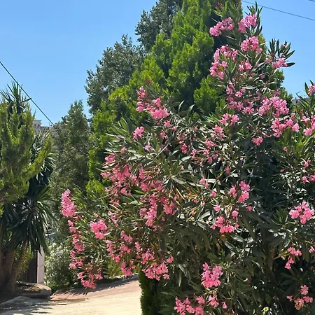 Panoramic Views Of *